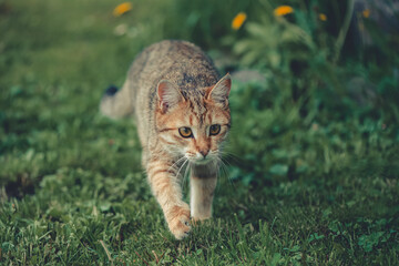 Obraz premium Tabby cat moving stealthily through a vibrant green garden, displaying focused attention and hunting instincts while exploring the outdoor environment