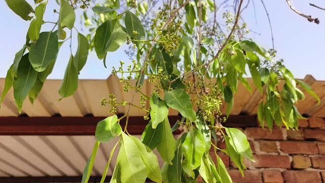 Close up of young jamun tree branches with tiny green fruits starting to grow. Syzygium cumini, java plum, black plum fruiting stage in summer.