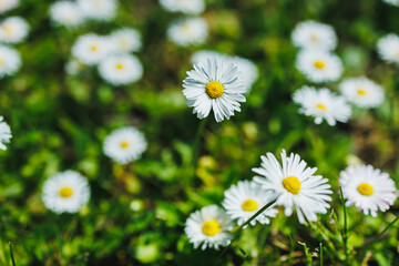 Fototapeta premium Daisies grow in a green field under bright sunlight during springtime