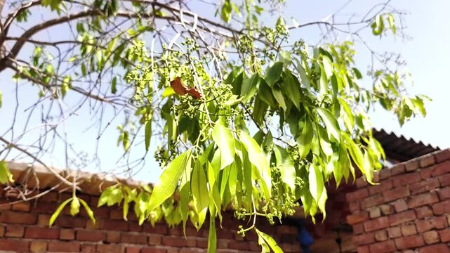 Close up of young jamun tree branches with tiny green fruits starting to grow. Syzygium cumini, java plum, black plum fruiting stage in summer.