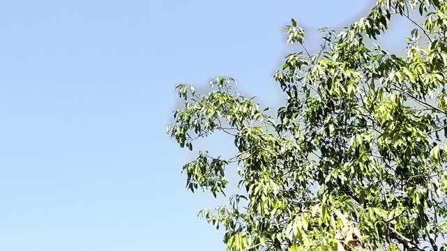 Close up of young jamun tree branches with tiny green fruits starting to grow. Syzygium cumini, java plum, black plum fruiting stage in summer.