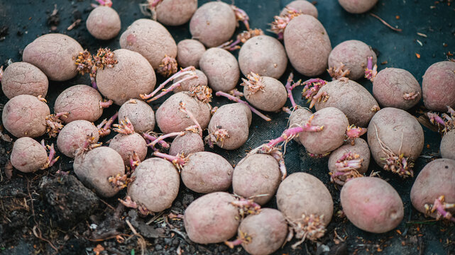 Early generation seed potatoes with chits forming, ready for planting in rich organic soil beds as part of sustainable urban gardening methods during springtime