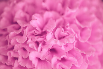 Obraz premium Pink petals creating a beautiful, soft, and vibrant floral background texture, showing delicate patterns and organic shapes perfect for nature, beauty, and relaxation concepts