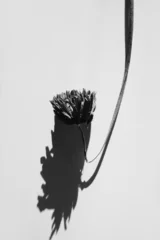 Monochrome Close-Up of Flower with Shadow © Floral Deco
