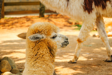 Close-up Profile of a Fluffy Brown Alpaca in an Outdoor Enclosure © Александр Коноплев