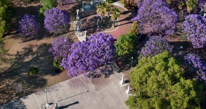 Blooming jacaranda trees color Mexico City in spring with their iconic lilac tones. Originally introduced from South America in the early 20th century, they define the season&rsquo;s urban landscape.