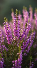 Obraz premium Close-up of vibrant purple heather flowers in natural light.