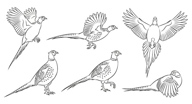 Pheasant bird collection in various poses, hand-drawn vector art