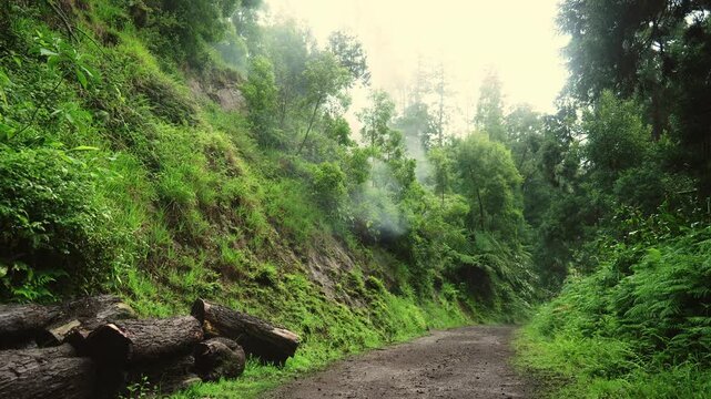 A moody, cinematic atmosphere featuring geothermal smoke drifting through endemic vegetation in the Azores.