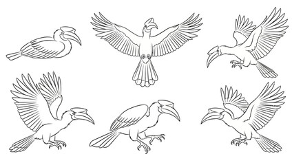 Obraz premium Hornbill Bird Set in Various Poses for Nature Illustration