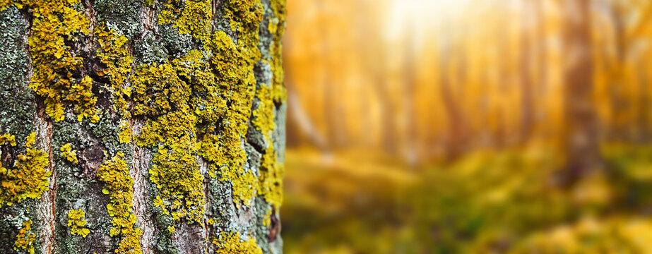 Close-up of tree bark covered with vibrant yellow lichen and moss in an autumn forest with warm sunlight. Natural textured background
