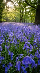 Obraz premium Enchanting Bluebell Woodland - A Carpet of Flowers in Springtime.