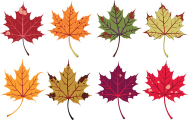 Fototapeta premium Colorful autumn maple leaves in various fall colors