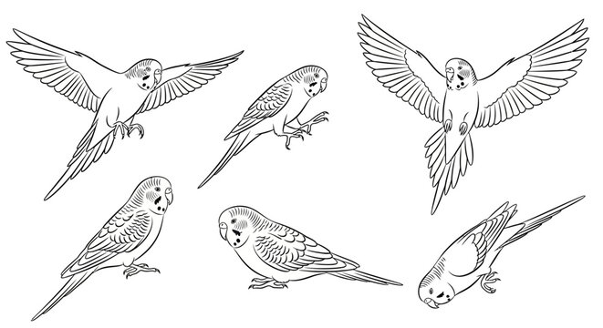 Set of Budgerigar Parrots in Various Poses, Line Art Illustration