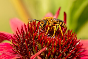 Taszczyn pszczeli (Philanthus triangulum) zbierający nektar na czerwonym kwiecie jeżówki. Makrofotografia przyrodnicza, zbliżenie owada w ogrodzie. © Henryk Niestrój