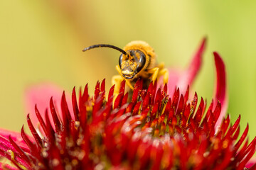 Taszczyn pszczeli (Philanthus triangulum) zbierający nektar na czerwonym kwiecie jeżówki. Makrofotografia przyrodnicza, zbliżenie owada w ogrodzie. © Henryk Niestrój