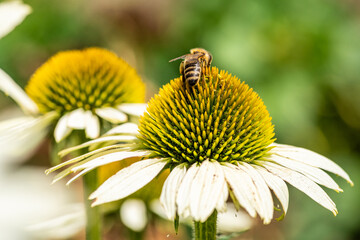 Obraz premium Pszczoła miodna (Apis mellifera) zbierająca pyłek na białym kwiecie jeżówki. Makrofotografia przyrodnicza, zbliżenie owada w ogrodzie w słoneczny dzień.