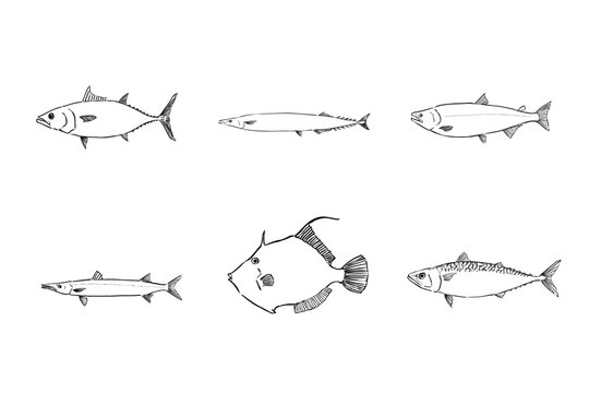 Autumn Seasonal Fish Illustration Set Japanese Seafood