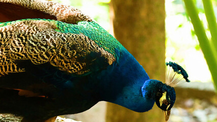 Fototapeta premium Close-up of a Vibrant Blue Peacock at Khao Kheow Zoo Thailand