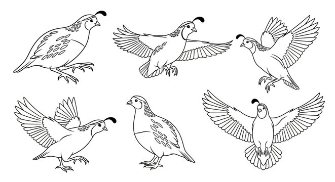 Set of quail line art illustrations in various flying and walking poses