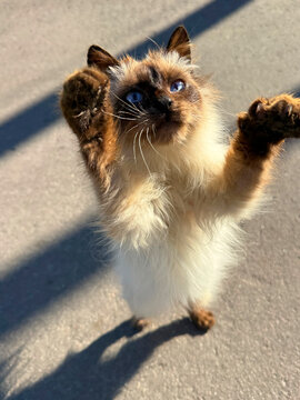 A funny cat stands with its paws raised up.