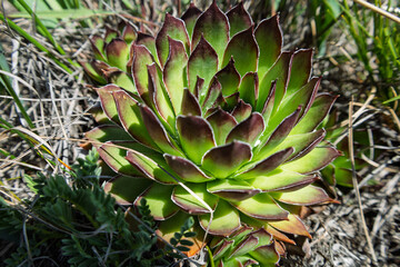 Fototapeta premium Common Houseleek Sempervivum Tectorum Succulent Plant