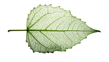 Obraz premium Close-up of a delicate, transparent leaf showcasing intricate venation against a black background