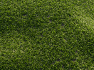 Fototapeta premium Vibrant green grass meadow with soft bokeh sunlight creating dreamy natural background.