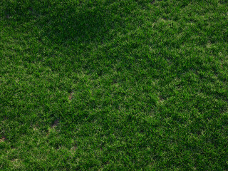 Fototapeta premium Rolling green grass hills with wildflowers under vast blue sky with fluffy clouds.