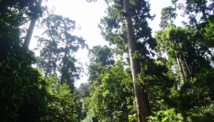 Fototapeta premium A breathtaking lush forest filled with tall ancient trees, dense green foliage, soft sunlight rays piercing through leaves, cinematic lighting, ultra realistic, highly detailed, 8K resolution, no huma