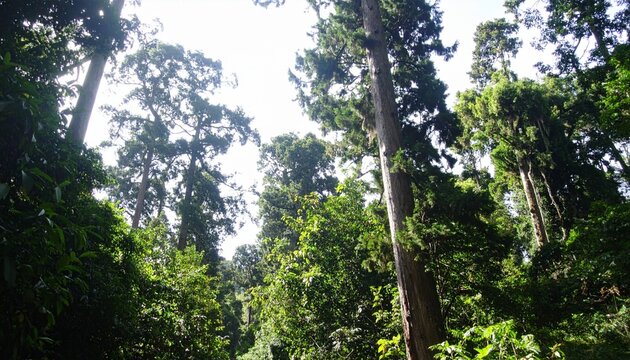 A breathtaking lush forest filled with tall ancient trees, dense green foliage, soft sunlight rays piercing through leaves, cinematic lighting, ultra realistic, highly detailed, 8K resolution, no huma