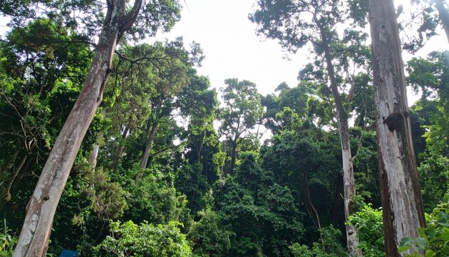 A breathtaking lush forest filled with tall ancient trees, dense green foliage, soft sunlight rays piercing through leaves, cinematic lighting, ultra realistic, highly detailed, 8K resolution, no huma