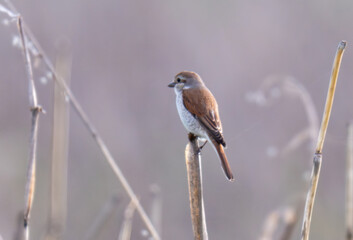 Fototapeta premium A close-up photo of a red-backed shrike