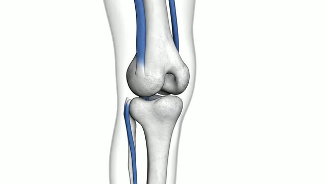 3D Anatomical Illustration of Human Knee Joint Bones and Ligaments for Medical and Educational Purposes on Isolated Plain Background