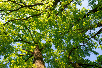 Fototapeta premium Oak leaves from the genus beech. The tree is famous for its strong and dense wood.