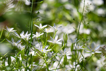 Naklejka premium A blooming white star-of-Bethlehem in the garden. A bee sits on a flower.