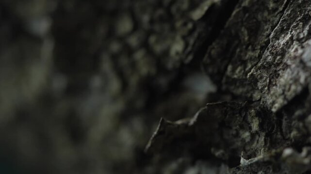 Abstract cracked bark texture with shallow focus forest macro detail