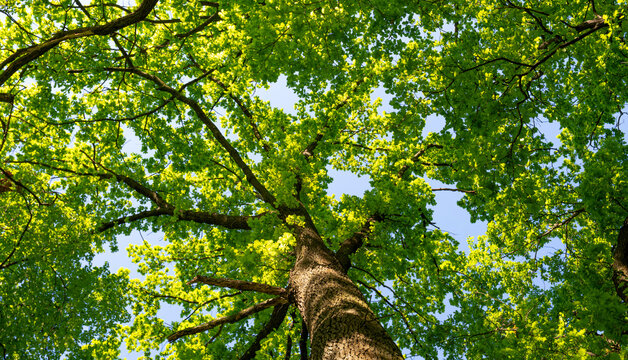 Oak leaves from the genus beech. The tree is famous for its strong and dense wood.