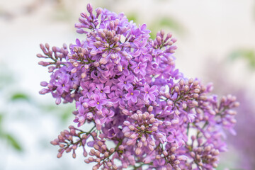 Fototapeta premium Lilac flower