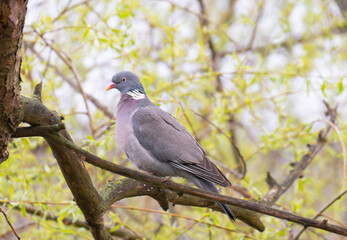 Fototapeta premium Common Wood Pigeon (Columba palumbus) – Western Palearctic