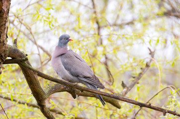 Fototapeta premium Common Wood Pigeon (Columba palumbus) – Western Palearctic