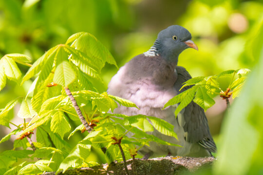 Common Wood Pigeon (Columba palumbus) &ndash; Western Palearctic