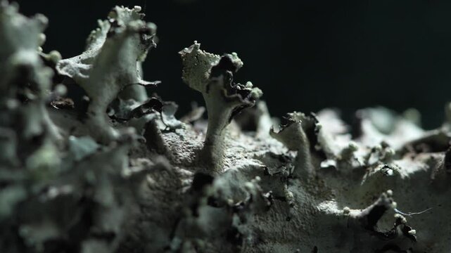 Abstract white fungi in dramatic cinematic forest macro lighting