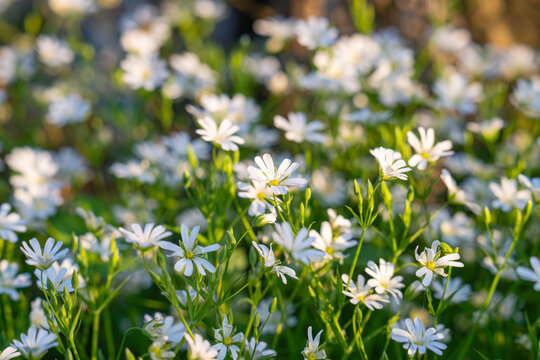 background of chickweed flowers