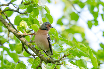 Fototapeta premium A Beautiful Chaffinch Perched i