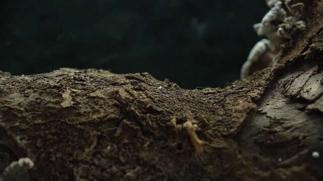 Decaying forest wood texture with fungi and organic bark details
