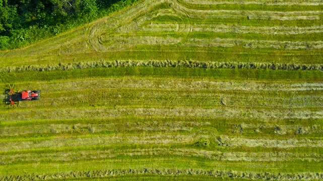 Red Tractor with a Hay Rake Turning and Collecting Mown Grass for Silage in a Vast Farm Field