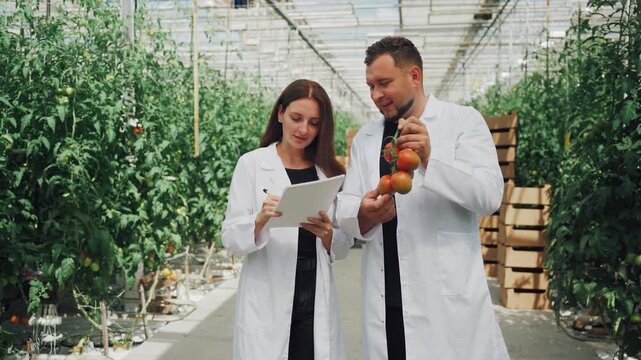 Greenhouse breeders examine ripe tomatoes. Farmers analyze new tomato traits indoors. Vegetable horticulturists evaluate ripening tomato bunches while discussing variety improvements and features