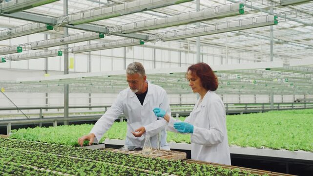 Greenhouse workers record plant data. Workers document pH levels of lettuce in controlled environment. Farm technicians assess hydroponic lettuce by measuring pH and recording results carefully