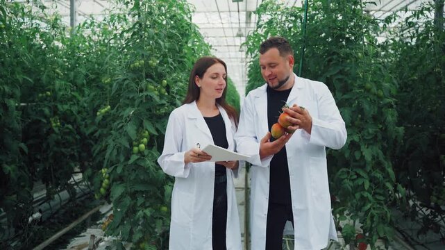 Researchers track tomatoes. Farm specialists meticulously record growth. Scientists and harvest teams work together employing precise techniques to observe and document tomato attributes extensively